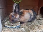 Konijn, Dieren en Toebehoren, Vrouwelijk, Middelgroot, Hangoor, 0 tot 2 jaar