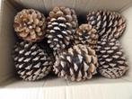 20 super super mooie grote lichte dennenappels 11 cm ( D ), Hobby en Vrije tijd, Knutselen, Ophalen of Verzenden, Nieuw, Knutselwerk