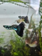 Galaxy Blue Guppen 100% raszuiver, Dieren en Toebehoren, Vissen | Aquariumvissen, Vis, Zoetwatervis, Schoolvis