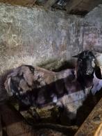 Nubische maanvlek dekbok te koop, Dieren en Toebehoren, Schapen, Geiten en Varkens, Mannelijk, Geit, 0 tot 2 jaar