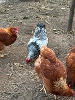 Haan, Dieren en Toebehoren, Mannelijk, Kip