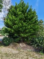 Sequoiadendron Giganteum, Tuin en Terras, Ophalen, Overige soorten, 400 cm of meer