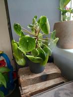 pannenkoekenplant, Ophalen, Overige soorten, In pot, Minder dan 100 cm