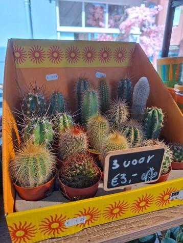 Mini cactus beschikbaar voor biedingen