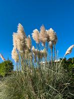 Pampas pluimen € 1 per stuk, Tuin en Terras, Planten | Tuinplanten, Ophalen, Volle zon, Vaste plant, Siergrassen
