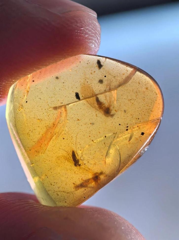 Birmees Amber (C1) met insluiting van 2 schorpioenvliegen en, Verzamelen, Mineralen en Fossielen, Fossiel, Verzenden