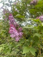 SYRINGA VULGARIS gewone Sering lila, Ophalen of Verzenden, Overige soorten, Minder dan 100 cm