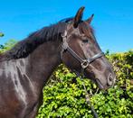 Veelzijdige 3jarige grote pony’s, Ruin, Recreatiepony, 0 tot 2 jaar