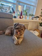 gouden mandje gezocht, Dieren en Toebehoren, Honden | Chihuahua's en Gezelschapshonden, 1 tot 2 jaar, Eén hond, Nederland, Particulier