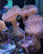 Lederkoraal softkoraal zeeaquarium, Dieren en Toebehoren, Overige typen