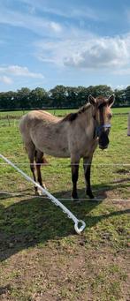 Zeer mooie konik merrie te koop, Dieren en Toebehoren, Paarden en Pony's | Overige Paardenspullen, Ophalen of Verzenden, Zo goed als nieuw