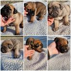 Bull mastiff pups, Overige rassen, 8 tot 15 weken, Meerdere, Meerdere dieren