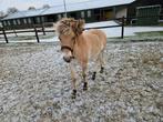 Fjord veulen te koop, Dieren en Toebehoren, Pony's, Merrie, Niet van toepassing, 0 tot 2 jaar