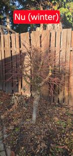 Japanse Esdoorn, Tuin en Terras, Ophalen, Bloeit niet, Halfschaduw, Overige soorten