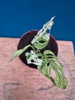 Monstera Adansonii Mint p10 (2)