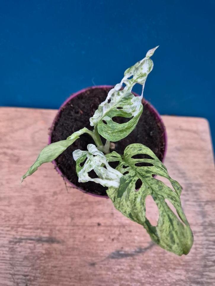 Monstera Adansonii Mint p10 (2), Huis en Inrichting, Kamerplanten, Minder dan 100 cm, Halfschaduw, Ophalen of Verzenden