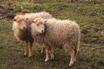 Quessant schapen ooien, Vrouwelijk, Schaap, 3 tot 5 jaar