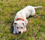 Dogo Argentino teefje te koop, Dieren en Toebehoren, Honden | Bulldogs, Pinschers en Molossers, Rabiës (hondsdolheid), Overige rassen