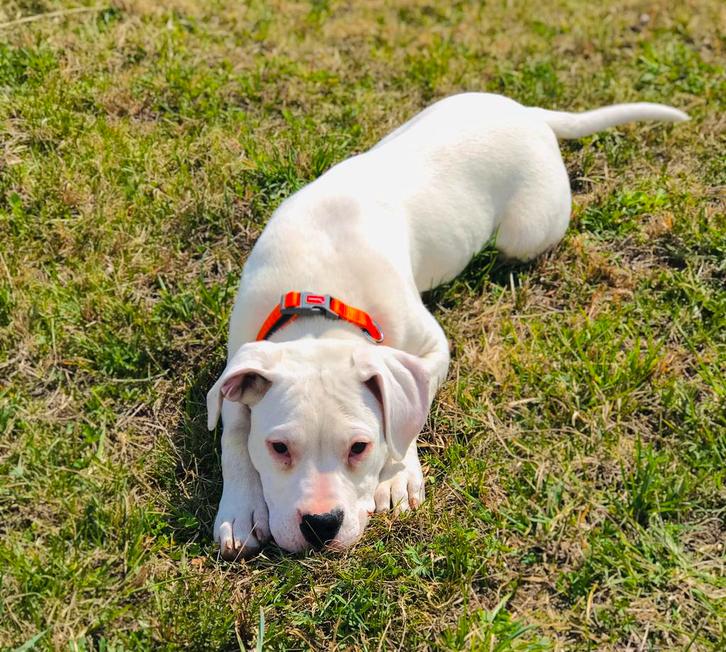 Dogo Argentino teefje te koop, Dieren en Toebehoren, Honden | Bulldogs, Pinschers en Molossers, Teef, Overige rassen, Particulier