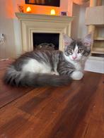 Lieve maine coon kittens, Dieren en Toebehoren, Meerdere dieren, Gechipt, 0 tot 2 jaar