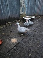 Muskuseend, eenden, Meerdere dieren, Eend