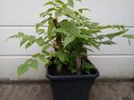 Pre bonsai zwarte walnoot!, Ophalen of Verzenden, Overige soorten, Halfschaduw