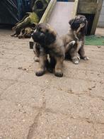 Supermooie Forse Leonberger Owtcharca pups, Dieren en Toebehoren, CDV (hondenziekte), Particulier, Meerdere, 8 tot 15 weken