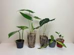 Set populaire kamerplanten, hoya, alocasia, zamioculcas, Overige soorten, In pot, Minder dan 100 cm, Groene kamerplant
