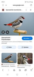 Diamantvinken gezocht wie heb laat maar weten, Vrouwelijk, Tropenvogel