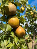 Pyrus com. ‘Winterriet’ - Stoofpeer, zelfbestuivend, Ophalen, Lente, Volle zon, Perenboom