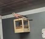 Koppel bourke parkieten, Dieren en Toebehoren, Vogels | Parkieten en Papegaaien, Meerdere dieren, Parkiet