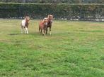 Shetland veulens, Hengst, A pony (tot 1.17m), Gechipt, 0 tot 2 jaar