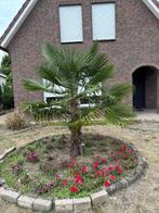 palm wintervast, Tuin en Terras, Planten | Bomen, Bloeit niet, 100 tot 250 cm, Palmboom, Ophalen