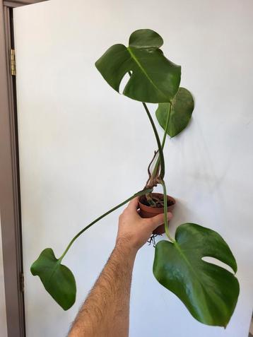 Monstera Deliciosa  beschikbaar voor biedingen