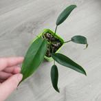 Philodendron 69686 plant, Huis en Inrichting, Overige soorten, Minder dan 100 cm, Ophalen of Verzenden, Halfschaduw