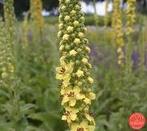 BIOLOGISCH ZAAD van gele TOORTS KONINGSKAARS, Ophalen of Verzenden, Gehele jaar, Halfschaduw, Zaad