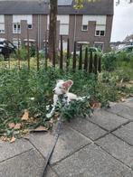 Hoi ik heet rakker ben heel lief en aan hakkelik, Dieren en Toebehoren, Rabiës (hondsdolheid), 15 weken tot 1 jaar, Eén hond, Nederland