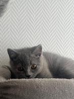Britse Korthaar Kittens, Dieren en Toebehoren, Katten en Kittens | Raskatten | Korthaar, Meerdere dieren, Ontwormd, 0 tot 2 jaar