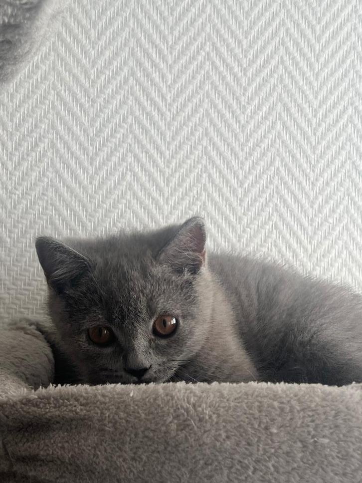 Britse Korthaar Kittens, Dieren en Toebehoren, Katten en Kittens | Raskatten | Korthaar, Meerdere dieren, 0 tot 2 jaar, Ontwormd