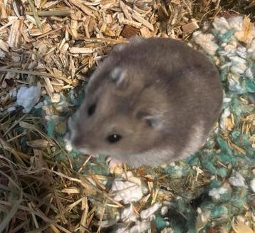 Russische dwerghamster man 8 maanden oud. Grijs bruin koopje beschikbaar voor biedingen