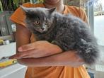 Britse langhaar katertje, Kater, Gechipt, 0 tot 2 jaar