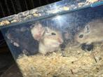 Gerbil, Dieren en Toebehoren, Mei, Meerdere dieren, Overige typen
