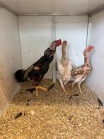 Shamo’s, Dieren en Toebehoren, Pluimvee, Meerdere dieren, Kip