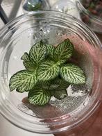 Terrariumplant Fitonia, Huis en Inrichting, Kamerplanten, Ophalen of Verzenden, Halfschaduw, Minder dan 100 cm