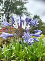 Agapanthus/ Afrikaanse lelie/ tuinplant, Volle zon, Vaste plant, Zomer, Ophalen