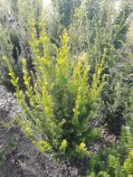 Taxus 80+cm kwaliteit van eigen Kwekerij, Ophalen, Bloeit niet, Halfschaduw, Overige soorten