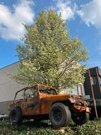 Jeep Wrangler yj 2.5 4.0 4.2 gezocht Hardtop & Softtop, Auto's, Chevrolet, Te koop, Geïmporteerd, 3500 kg, 6 stoelen