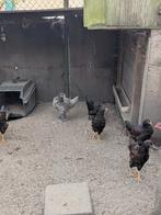 Dubbel gezoomde barnevelder, Dieren en Toebehoren, Pluimvee, Vrouwelijk, Kip