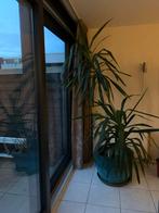 Yucca kamerplant zonder pot, Huis en Inrichting, Kamerplanten, 100 tot 150 cm, Yucca, Groene kamerplant, Halfschaduw