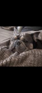 Franse Bulldog, Reu, Parvo, Bulldog, Eén hond